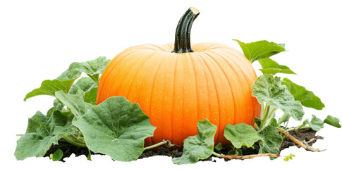 Vibrant pumpkin surrounded by green foliage transparent background png white space imagery nature scene