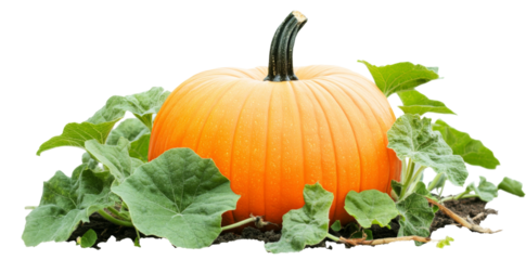 Vibrant pumpkin surrounded by green foliage transparent background png white space imagery nature scene