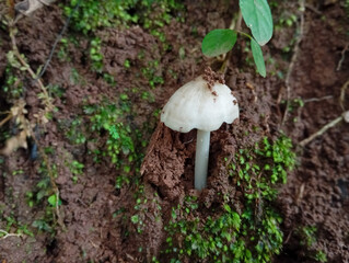 mushroom in the forest