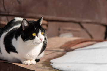 Beautiful black and white cat with fluffy fur sits in the yard on the snow in winter daytime