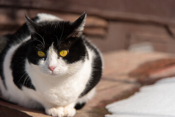 Beautiful black and white cat with fluffy fur sits in the yard on the snow in winter daytime