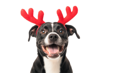 Joyful dog with antlers on transparent background png image playful mood white environment happy viewpoint