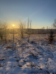 Frosty winter morning, sunny, plants in hoarfrost