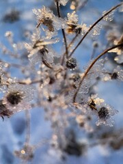 Frosty winter morning, sunny, plants in hoarfrost