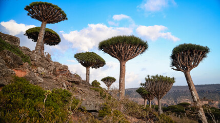 Unique dragon blood trees dot the rocky landscape of Socotra Island under a clear blue sky