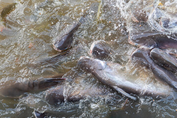 Crowd of freshwater fish scramble food in river