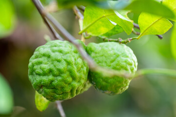 Bergamot, Fresh green bergamot fruit hanging from branch. bergamot tree garden and healthy food concept, group of bergamot,Bergamot medicinal plants with many