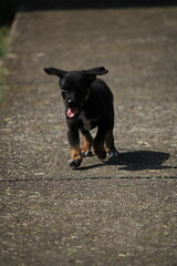 black dog on the street