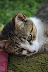 close-up of cat with green eyes