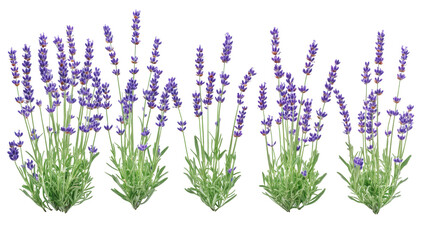 Fototapeta premium Lavender flowers on transparent background png - nature plants in a white environment for graphic design