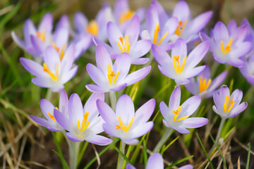 Fototapeta premium fleurs