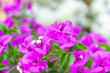 Flower purple or violet color in garden