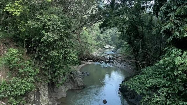 Root bridge using only roots and bamboo stretches over the Cisimeut River as connector between villages Outer Baduy Tribe in Banten, Indonesia, becoming a cultural heritage tourism destination.