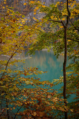 autumn leaves reflected in water