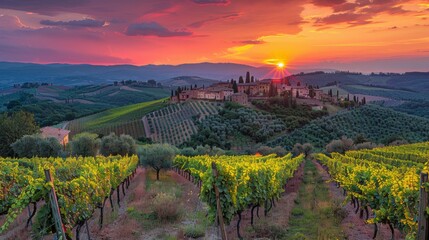 Naklejka premium Beautiful sunset over vineyard landscape.