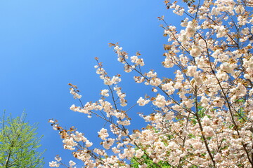 青空と八重桜