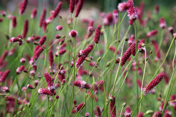 Closeup of Sanguisorba flower spikes, Derbyshire England
