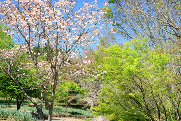 八重桜と新緑