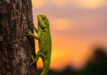 Green lizard climbs tree trunk against beautiful sunset backdrop