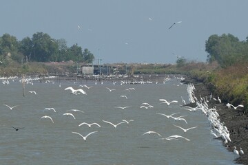 Several great white egrets stood in a row, and many others were flying, looking to catch fish in the water.