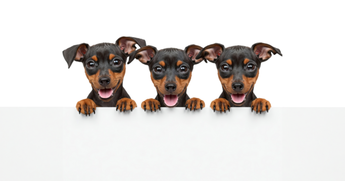 Three Miniature Pinscher Puppies Peeking Over a White Sign on Transparent Background