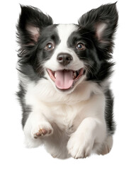 Fototapeta premium A black and white dog is jumping in the air and has its tongue out