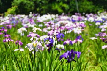 本土寺　美しい花菖蒲　コピースペースあり（日本千葉県松戸市）　Hondo-ji Temple （Hondoji Temple)　Beautiful  irises　with copy space  (Matsudo City, Chiba Prefecture, Japan)
