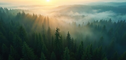 Aerial view of misty fir forest, glowing sunlight shining through fog at dreamy sunrise. Scenic nature landscape background with foggy mountains, coniferous trees in morning sun rays.