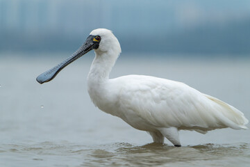 A close-up of the side of a Black-faced Spoonbill standing in water.