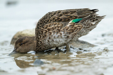 A close-up of a female Eurasian wigeon seen from the side.