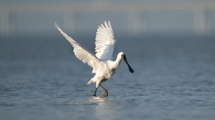 A black-faced spoonbill stands in the water with its wings spread out.