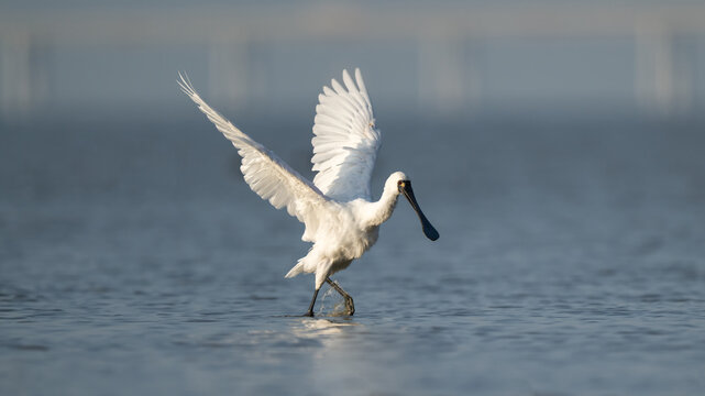 A black-faced spoonbill stands in the water with its wings spread out.