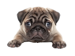 Obraz premium Cute pug puppy with big eyes laying on floor looking directly at viewer, adorable expression and playful demeanor