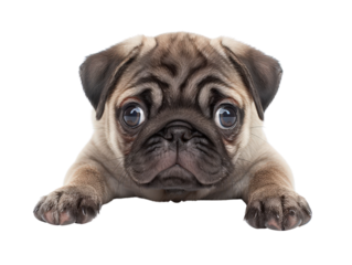 Cute pug puppy with big eyes laying on floor looking directly at viewer, adorable expression and playful demeanor