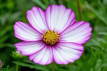 Obraz premium Cosmos flower blossom in garden