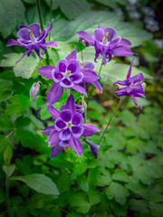 Purple columbine blooming in the garden.