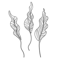 Elegant silhouettes of leaves, grass, branches create stunning visual effects for art projects.