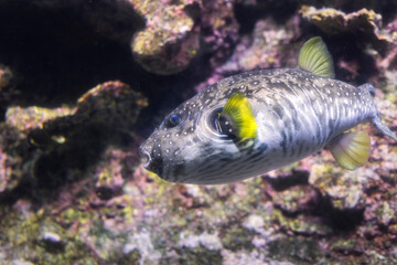 Pesce Riccio, Tetraodontidae, Acquario di Genova, Liguria, Italia, Europa