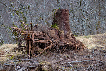 A large tree stump lies prominently on the ground, surrounded by bare trees, showcasing nature's resilience in a spring environment.