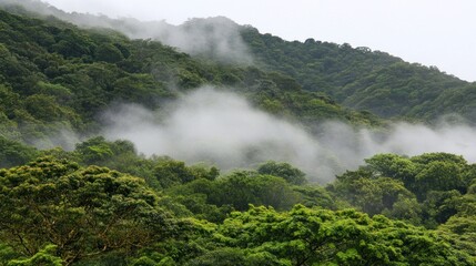 Misty mountain forest landscape, nature background, travel brochure