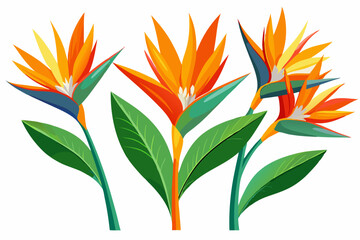 Colorful Bird of Paradise Flowers with Lush Green Leaves