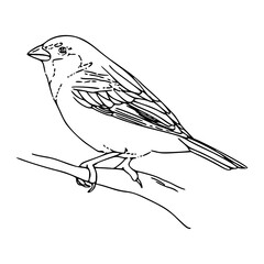 bird on branch for animal design
