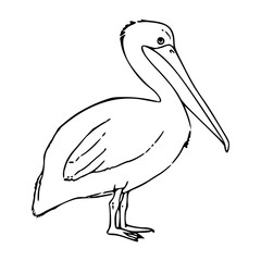 line art drawing of a pelican
