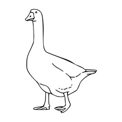 line art drawing of a duck