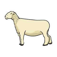 Uncut white sheep in various poses. Realistic Vector Animals