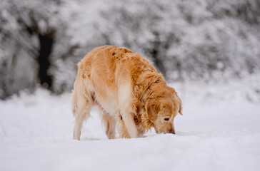 Golden Retriever Dog In The Winter Forest In The Snow