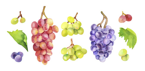 Watercolor hand painted wine grapes fruit and leaves. Watercolor hand drawn DIY illustration isolated on white background, aromatherapy, essential oils, winery