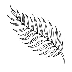 Obraz premium line art drawing of fern for floral design