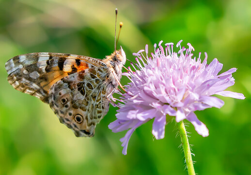 Summer beautiful butterfly on a purple flower.