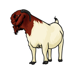 boer goat with white background separately-3